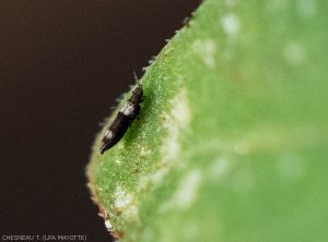 Caliothrips-Tomate3