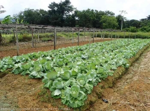 Cultivation on a ridge of headed cabbage with Cocoa 