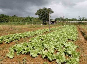 Cultivation of lettuce on a ridge at Cacao 