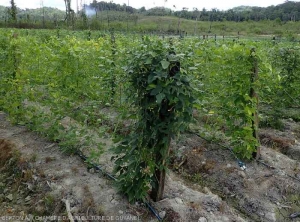 Trellised cultivation of "kilometer" beans (<i>Vigna unguiculata</i>)