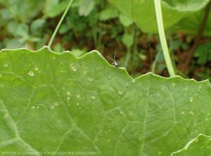 Leptophysa sur chou chinois