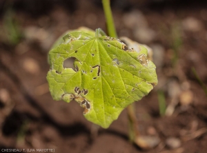 Damage of <i><b>Alaucophora foveicollis</b></i> on young plant.