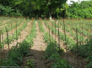 Cultivation of field tomatoes. Guadeloupe