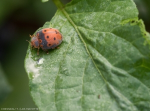 <i>Epilachna pavonia</i> on black nightshade leaf.