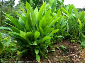 Plants de curucuma