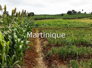 Martinique1