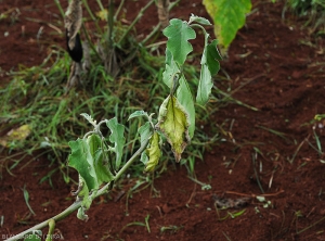 Withering eggplant twig.  Some leaves wither, turn yellow, or even partially dry out.  <b><i>Phomopsis vexans</i></b>