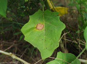Large spot on eggplant leaf.  Irregular and necrotic, it is surrounded by a chlorotic halo.  <b><i>Phomopsis vexans</i></b>.