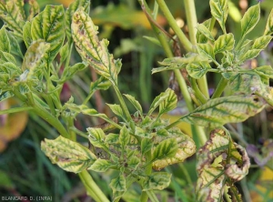 Young eggplant leaves are smaller and narrower, slightly curled, rather very yellow, only the veins remaining green.  They also have an upright habit.  <b><i>Candidatus</i> Phytoplasma solani</b> (stolbur)