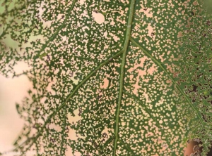 Detail of the leaf blade of an eggplant riddled with <i><b>Epitrix</i></b> spp., which looks like a lace.