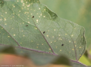 Group of adults and <i><b>Epitrix</i> sp.</b> damage observed on the underside of an eggplant leaf.