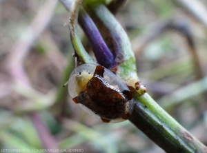 Detail of an adult of <b><i>Aspidimorpha quinquefasciata</i></b>.  (sweet potato case)