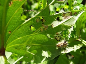 The leaf blade parenchyma was nibbled superficially by young larval stages of <b><i>Aspidimorpha quinquefasciata</i></b>, under a sweet potato leaf.  (sweet potato cassis)