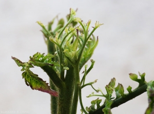 Proliferating apex of a tomato stalk.  <b><i>Candidatus</i> Phytoplasma solani</b> (stolbur)