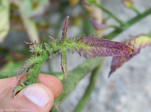 Detail of young anthocyaninated tomato leaflets.  <b><i>Candidatus</i> Phytoplasma solani</b> (stolbur)