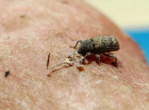 <b><i>Euscepes postfasciatus</i></b> adult feeding on sweet potato