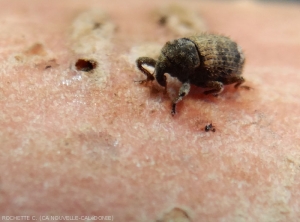 Detail of an adult <b><i>Euscepes postfasciatus</i></b> on sweet potato