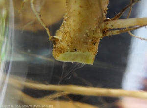 Looks like a "water glass test" for exuding viscous bacterial threads from the vessels of a potato stem.  (<i><b>Ralstonia solanacearum</b></i> - Bacterial wilt)