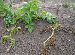 Different stages of leaf wilting and desiccation on two potato stems.  <i><b>Ralstonia solanacearum</i></b> (bacterial wilt)