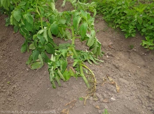 On this potato plant, the leaflets of certain leaves are rolled up, on the lowest leaf, they are withered or even dried out.  <i><b>Ralstonia solanacearum</i></b> (bacterial wilt)