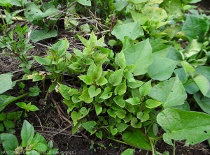 This sweet potato plant shows new, smaller, chlorotic leaves contrasting with the older ones.  <b><i>Candidatus</i> Phytoplasma solani</b> (stolbur)