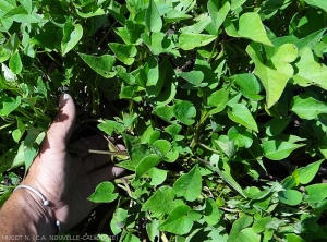 Sweet potato stalk revealing smaller than normal leaves.  <b><i>Candidatus</i> Phytoplasma solani</b> (stolbur)