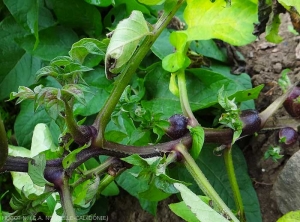 Detail of aerial tubers formed on potato stem.  <b><i>Candidatus</i> Phytoplasma solani</b> (stolbur)