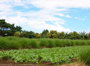 Cabbage cultivation with vetiver hedges on the Taravao plateau in Tahiti.