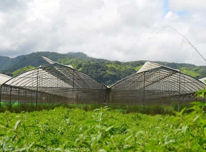 Greenhouse with hydroponic cultivation of tomatoes in Papara (Tahiti).