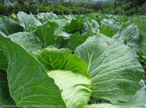 Cabbage cultivation in Papara (Tahiti).