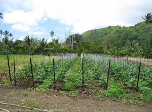 Culture de concombre à Tautira (Tahiti).