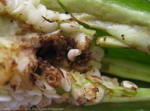 Detail of <i><b>Anthonomus eugenii</i></b> larvae consuming the inside of a pepper fruit.  (pepper weevil)