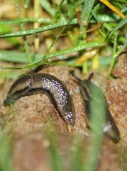 Garden slug (<b><i>Arion hortensis</b></i>)