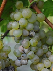 <i> <b> Penicillium expansum </b> </i> rot on white grape berries.
