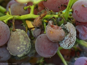 Detail of berries colonized either by <i> Botrytis cinerea </i> (left) or by <i> <b> Penicillium expansum </b> </i> (right).