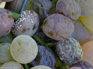 Detail of berries colonized either by <i> Botrytis cinerea </i> (right) or by <i> <b> Penicillium expansum </b> </i> (left).