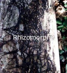 Rhizomorphe