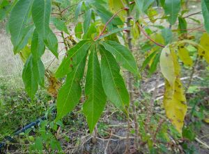 Cercospora-Manioc5