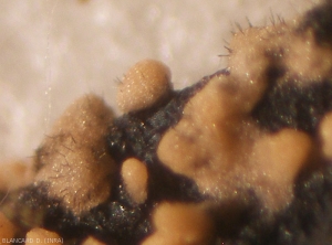 Detail of mature acervuli;  we can clearly see the salmon-colored mucous masses and the brown bristles of a <i> <b> Colletotrichum </i> sp </b>.  (ripe rot)