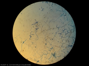 vision d'ensemble des sporulations de <i>Cladosporium colocasiae</i> sur une feuille de taro d'eau.