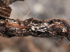 A dense network of white mycelia has established itself between the bark and wood of this root browned by <b> <i> Armillaria mellea </i> </b>.  (root rot)