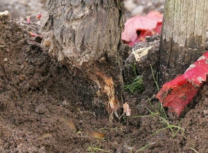 The crown tissue under the bark has rotted as a result of colonization by <b> <i> Armillaria mellea </i> </b>.  (root rot)