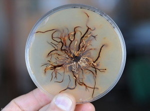 Appearance of the underside of a culture of <b> <i> Armillaria mellea </i> </b> on malt-agar medium.  Note the presence of brown to black rhizomorphs.  (root rot)