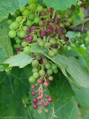 Appearance of brown burp on grape berries.  <b> <i> Plasmopara viticola </i> </b> (downy mildew)