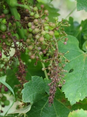 Young cluster strongly affected by <i> <b> Plasmopara viticola </b> </i>.  (downy mildew)