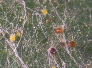 Several more or less mature cleistothecia are present on this vine leaf.  The younger ones are still yellowish, the older ones are brown.  <i> <b> Erysiphe necator </i> </b>