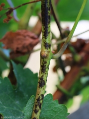Brownish lesions on still green twig.  <i> <b> Erysiphe necator </i> </b> (powdery mildew)