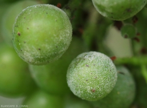 These grape berries are more or less covered by the whitish and powdery down produced by <b> <i> Erysphe necator </i> </b>.  