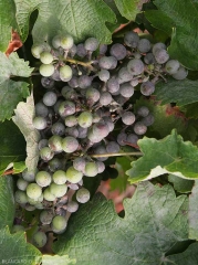 Many berries in this cluster are affected by grapevine powdery mildew: <i> <b> Erysiphe necator </b> </i>.  We are rather at the end of the attack on grape berries, their skin is superficially necrotic.
