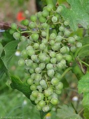Many berries in this cluster are affected by grapevine powdery mildew: <i> <b> Erysiphe necator </b> </i>.  We are more at the start of the attack on grape berries.